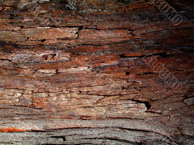 Tree Texture