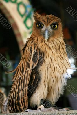 philippine eagle