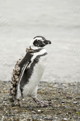 walking penguin