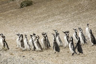 walking penguins