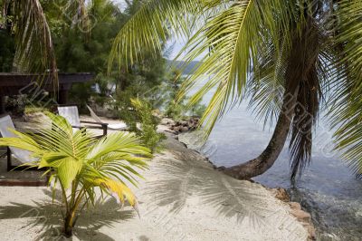 tropical beach