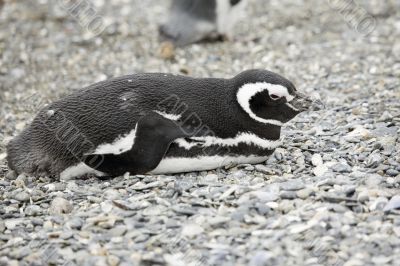 sleeping penguin
