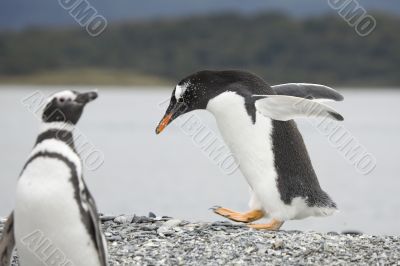 Walking pinguin