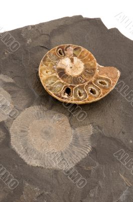 ammonites