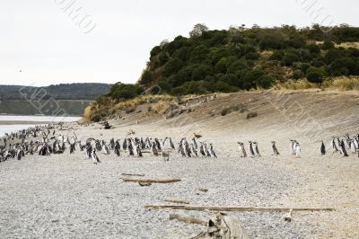 penguins in Argentina