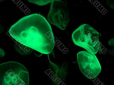 Glowing JellyFish on Dark Background