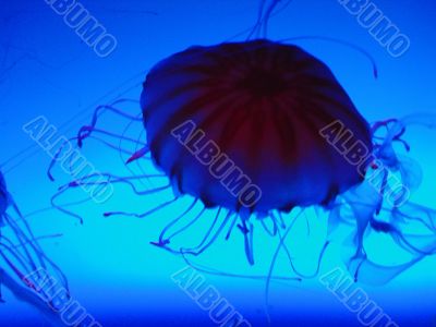 Jelly Fish with red spot