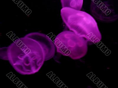 Purple Jellyfish 2