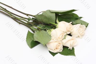 Bouquet of cream roses