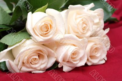 Bouquet of cream roses