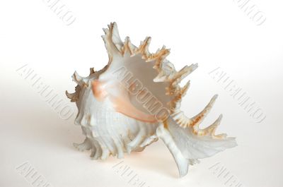 Shell