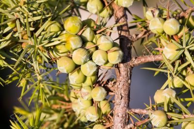 berries of a juniper