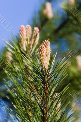 Crimean pine
