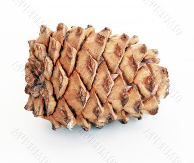 cedar cone
