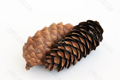 two fir-cone