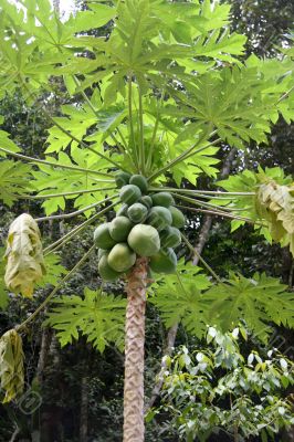 Papaya tree
