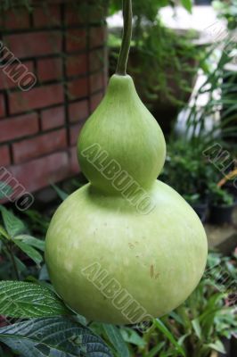 Green gourd