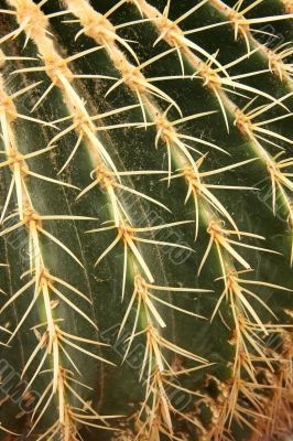 Cactus closeup