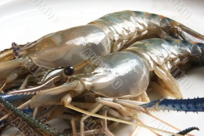 Whole raw prawns