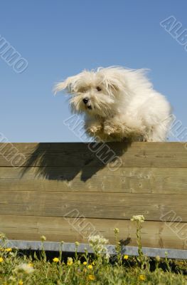 jumping maltese dog
