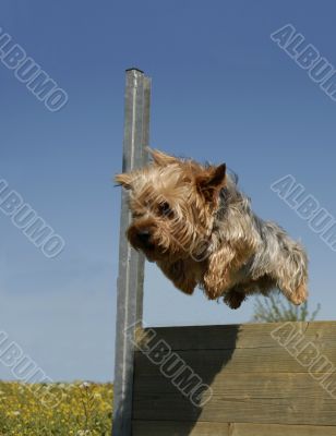 jumping yorkshire