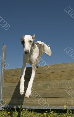 jumping whippet