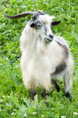 male goat grazing