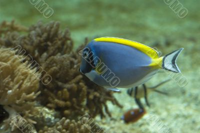 acanthurus leucosternon