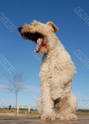 yawning fox terrier