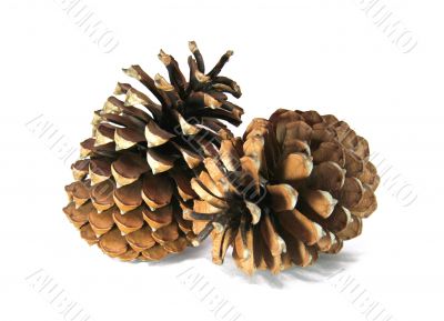 Two big cedar cones