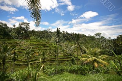 Terraced rice