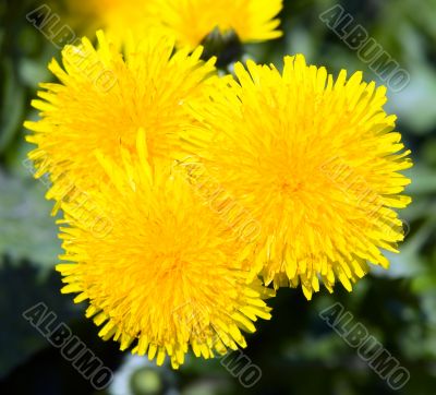 dandelions