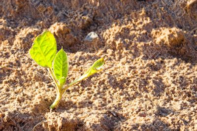 Tobacco Plant