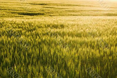 Winter Wheat