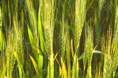 Winter Wheat