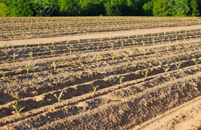 Tobacco Field
