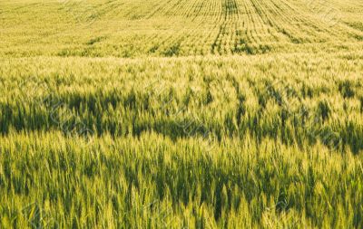 Winter Wheat