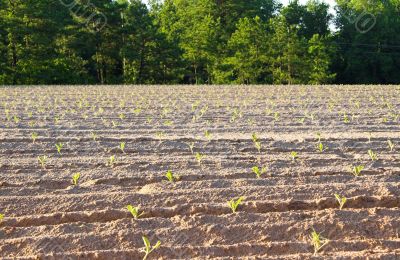 Tobacco Field