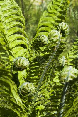 Fern