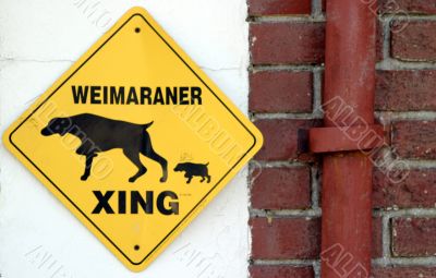 Weimaraner Xing 6647