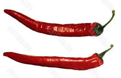 Two red hot peppers