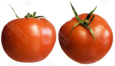 Tomatos on white.