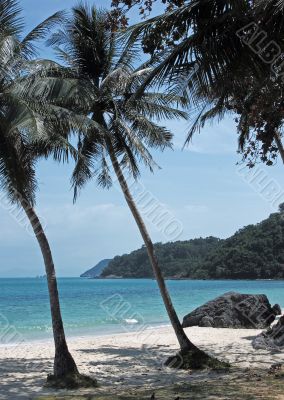 tropical beach
