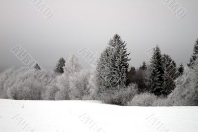 Winter trees and bushes with hoarfrost