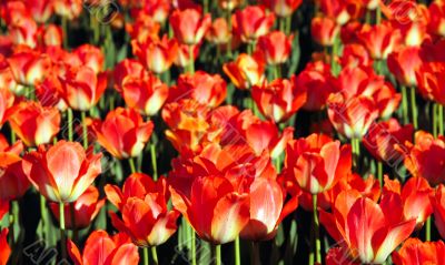 Glade of beautiful red flowers i