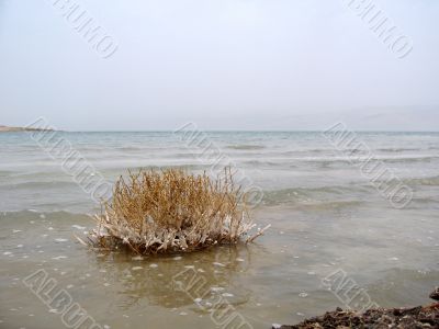 Dead sea