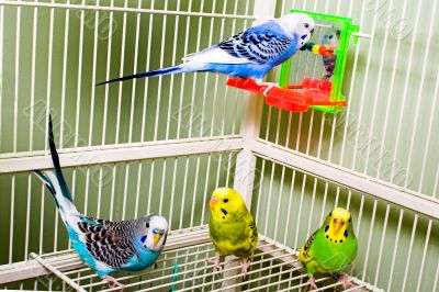 Parakeets