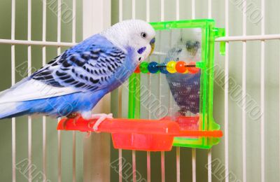 Parakeet