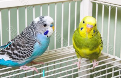Parakeets
