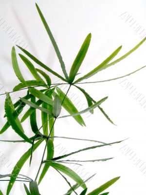 plant isolated